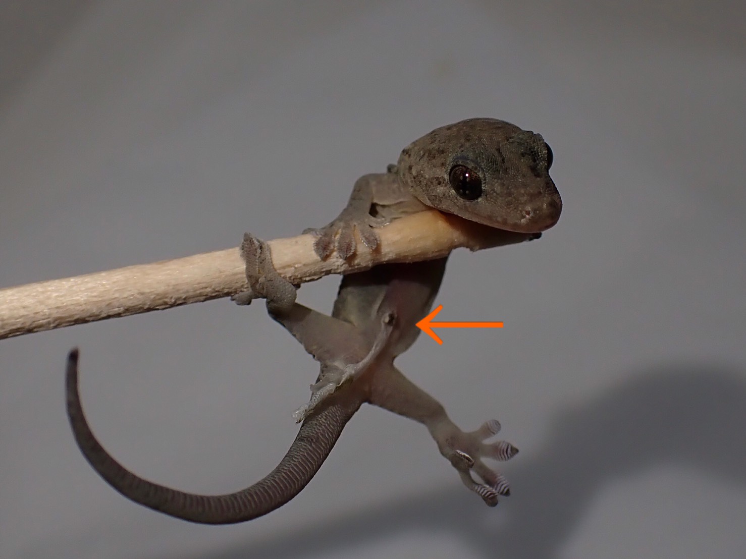 ヤモリの悪魔 ゴールコンダアクマヤモリ ‼ ♂ | ☆Kennyイオンモール幕張新